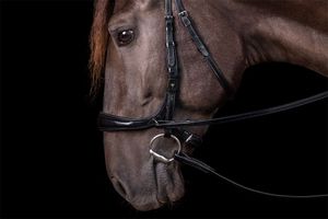 Hovedbilde EQUITUS THETA HODELAG